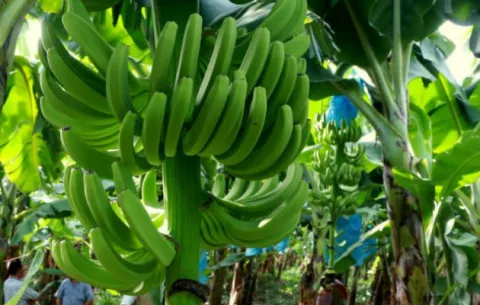 Expertos buscan enfrentar peligroso hongo Fusarium Raza 4 Tropical que amenaza al banano en América