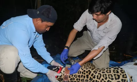Jaguar con GPS para su rastreo