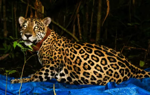 Tecnología GPS es el mejor aliado para la preservación del jaguar en Panamá