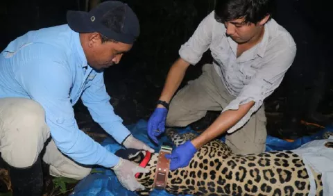 Tecnología GPS para luchar contra la extinción del jaguar en Panamá