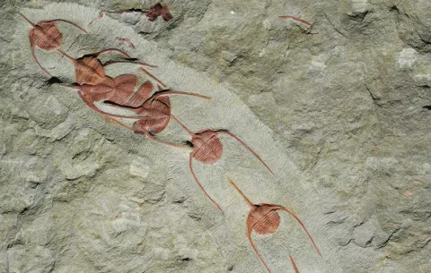 Fósiles revelan conducta social que antecede a los humanos