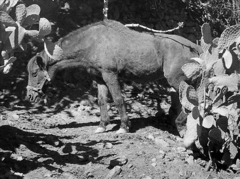 El maltrato reflejado en las actividades con animales