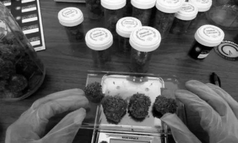 Cannabinoides y sus efectos sobre la fisiología celular