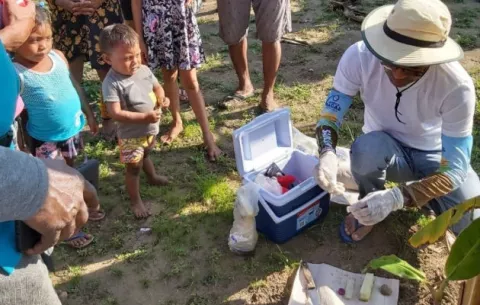 Panamá está libre del hongo Fusarium, que afecta plátanos y banano