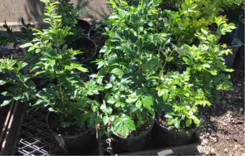 Prohíben producción de mirto y limoncillo por plaga que amenaza producción de cítricos en el país