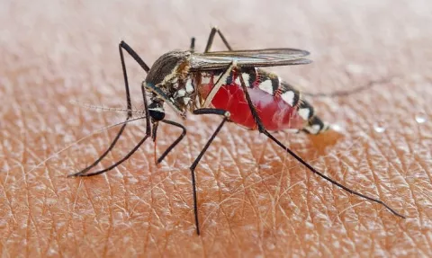 Las Garzas ocupa el primer lugar en contaminación de dengue en el distrito de Panamá