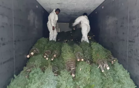 Más de 12 mil árboles de Navidad ya están en Panamá