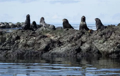 Virus de nutrias y focas marinas se propaga en los océanos debido al calentamiento global