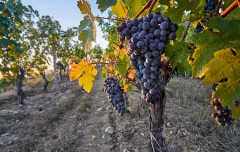   ¿Un Lafite de China? Este vino de 300 dólares es auténtico