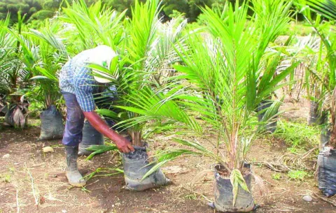 Mida e IICA establecen programas para recuperar producción de palma aceitera