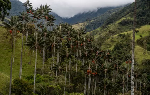 Colombia se preocupa por proteger la palma de cera