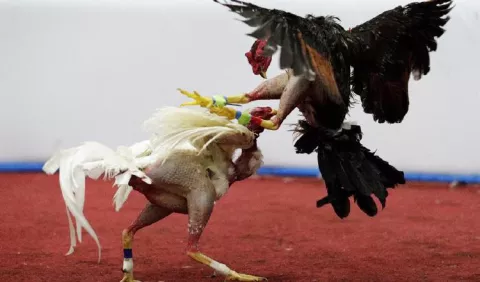 Las peleas de gallos:  tradición y  deporte que  sigue vigente