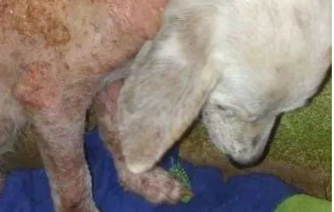 Fallece "Blanquita", cachorra maltratada rescatada de las calles de La Chorrera 