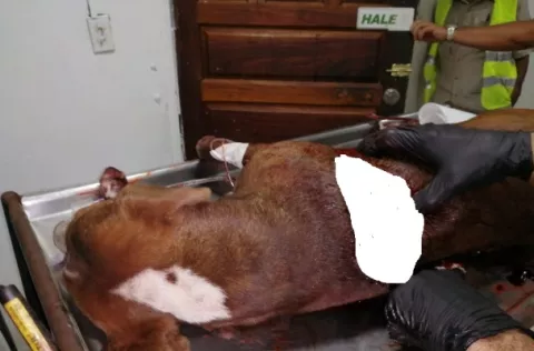 Muere canino que recibió un machetazo en la espalda en el distrito de Alanje