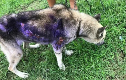 Sin piedad, queman con agua caliente a un perro en San José de David 