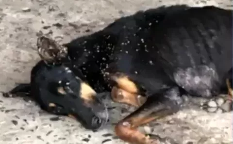 Solicitan a autoridades que localicen a ciudadano que impidió que un perro fuera llevado a una veterinaria