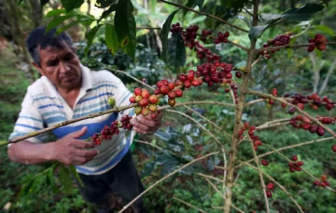 Perú busca reactivar sector cafetero con inyección de 66 millones de dólares