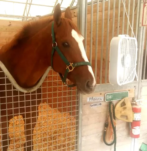 Representantes de Panamá harán su primer galope en Gulfstream Park este lunes