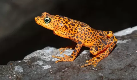 Realizarán un Café Científico sobre las ranas de Panamá 