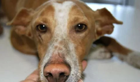 Instan a dictar programas de sensibilización contra el maltrato animal