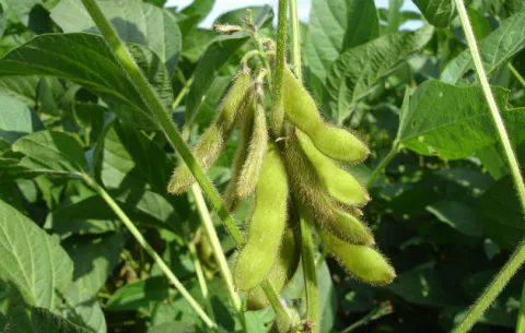 La revolución agrícola que Brasil y Japón planearon en Mozambique