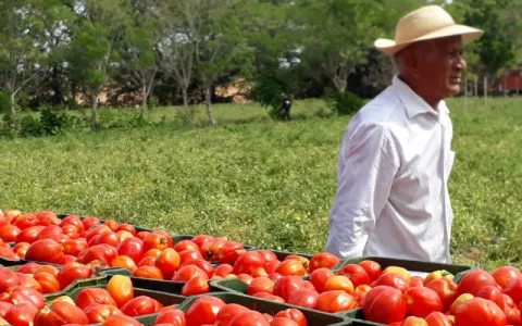 Preocupación entre tomateros, sostienen que están sin fondos para la siembra