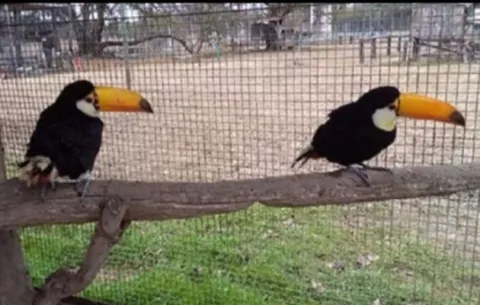 Ministerio Público inicia investigación penal por decomiso de aves exóticas