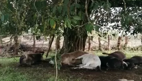 Rayo fulmina a siete reses en el distrito de Bugaba