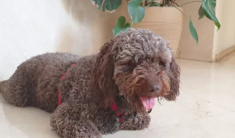 Navidad, ¡Ojo con su mascota!, podría mordisquear una planta y enfermarse