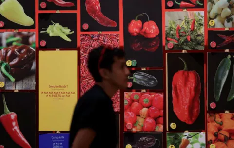 Ají chombo, la apetecida variedad panameña del retador picante