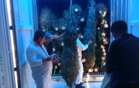 Más de 46 mil arbolitos de Navidad procedentes de Canadá y Estados Unidos ya están en Panamá
