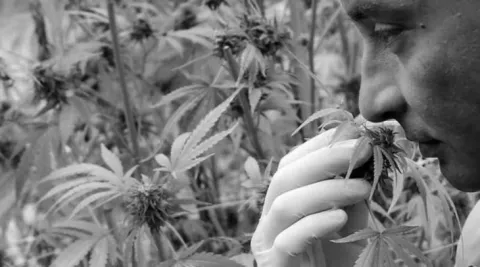 Cannabinoides para uso médico