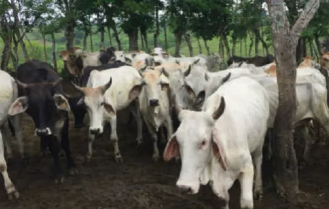 Ganaderos de Los Santos desmienten acuerdo con la empresa Carnes de Coclé