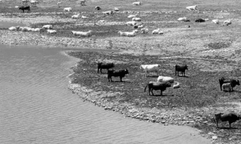 La ganadería frente al cambio climático