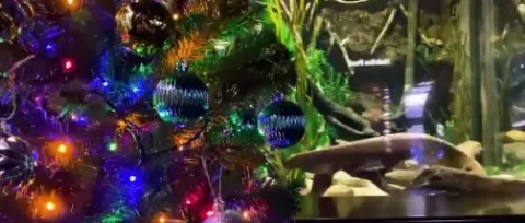 La anguila eléctrica Miguel Wattson enciende las luces del árbol de Navidad en un acuario de Tennesse
