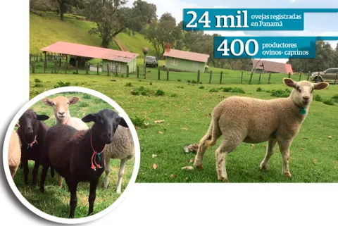 Actividad ovina y caprina busca conquistar mercado nacional