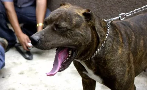 Niño de nueve años muere en Brasil tras ser atacado por al menos cuatro perros de raza Pitbull