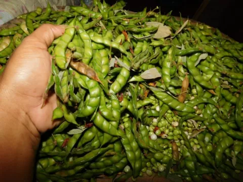 Este año se sembraron 375 hectáreas de guandú, un leve crecimiento en comparación al 2018