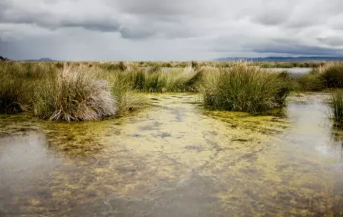 Surgieron plantas gracias a las bacterias