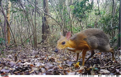  Ciervo Ratón, un animal en peligro de extinción es captado por cámaras trampa