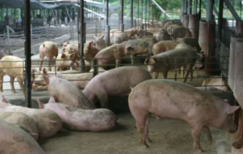 Sector porcino tardará unos seis meses en recuperarse