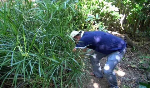 Artesanos preocupados por la escasez de la materia prima para el Sombrero Pintao