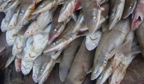 Estudio sobre la conservación de tiburones