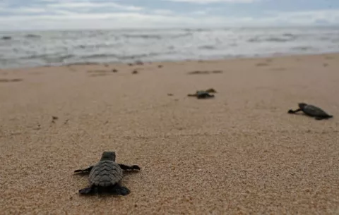Un proyecto brasileño conmemora 40 millones de tortugas devueltas al mar