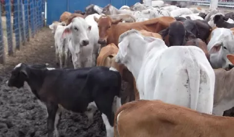 Carne de ganado bovino, café, azúcar y otros productos reportaron un alza en su exportación