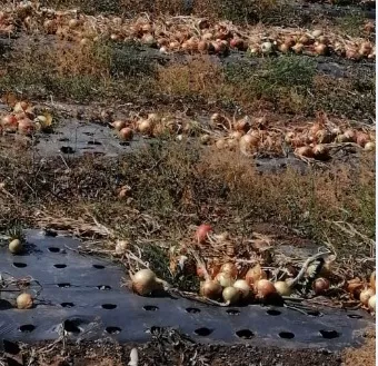 Productores de Tierras Altas piden el retiro de cebolla importada