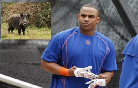 Ataque de un jabalí le ocasionó fractura a Yoenis Céspedes