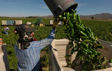 Decae el producto ‘picoso’ de Nuevo México, debido a la sequía