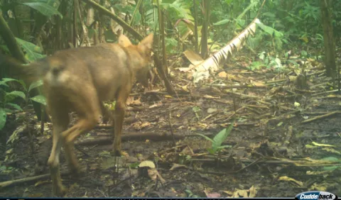 Coyotes y zorros, hermanados por invasión