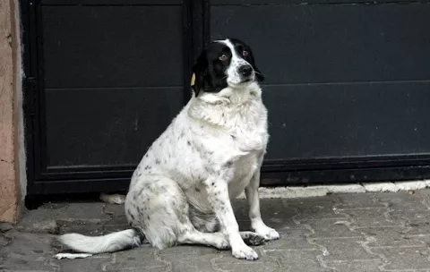 Un perro callejero salta a la fama como regulador de tráfico en Georgia